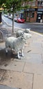 Stone sheep in Lockerbie town centre Scotland