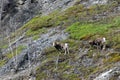 Stone sheep on mountain