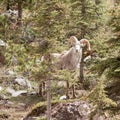 Stone Sheep ram Ovis dalli stonei mountain forest