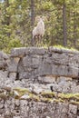 Stone Sheep ram Ovis dalli stonei watching