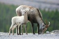 Stone Sheep in the Yukon Territories