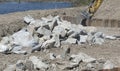 stone shoring on the river bank