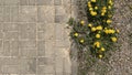 The photograph shows a sidewalk with yellow dandelions planted along the edge. Royalty Free Stock Photo