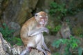 On a stone sitting Macaque looks at his hand