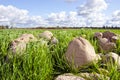 Stone stack pile grass surround agricultural field