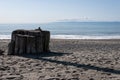 A stone stack at a tree stump at Dungeness Spit, Olympic Peninsula, USA Royalty Free Stock Photo
