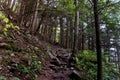 Stone staircase in dark forest with ligtht coming from the top. Concepts of a path, hope, pathway, journey