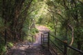 Hiking path of the Mount Nokogiri with sunlight filtering through foliages. Royalty Free Stock Photo