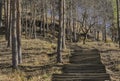 Stone staircase in the park