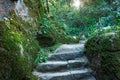 Stone stairs covered moss in Capuchin monastery in Portugal Royalty Free Stock Photo