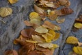 Stone stairs covered with yellow leaves in the park. Old steps with leaves in autumn Royalty Free Stock Photo
