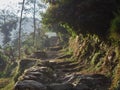 Stone stairs at dawn in a tunnel of flowers. Circular route around Annapurna. Nepal, the Himalayas Royalty Free Stock Photo