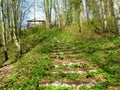 Stone stairs in forest overgrown with lush spring vegetation Royalty Free Stock Photo