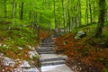 Stone stairs in green spring forest Royalty Free Stock Photo