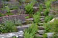 Stone stairs overgrown with different plants outdoors