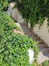 Tiled stone steps to an iron gate with vine-covered walls Royalty Free Stock Photo