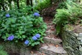 Stone stairs in the shady garden framed by ferns and blue hortensia or hydrangea plants