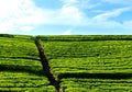 Stone stairs to sky from green tea field