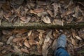 Stone stairway covered by fallen leaves Royalty Free Stock Photo