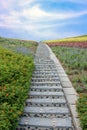 Stone stairway with flowers and blue sky Royalty Free Stock Photo