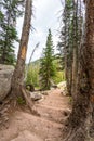 Stone stairway in mountain forest.