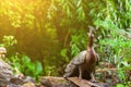 A stone statue in the form of a sacred animal peacock in India and Hinduism sitting on a stone with his head turned in the