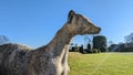 Stone statue of a grayhound Royalty Free Stock Photo