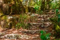 Ruins of an ancient staircase in the jungle Royalty Free Stock Photo