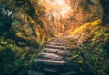 Stone steps in beautiful old forest in fog at sunset in autumn Royalty Free Stock Photo