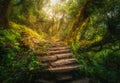 Stone steps in beautiful old tropical forest in fog at sunset Royalty Free Stock Photo