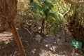 Stone steps fenced with a wooden wicker fence on the territory of the Botanical Garden in Eilat city, southern Israel