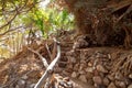 Stone steps fenced with a wooden wicker fence on the territory of the Botanical Garden in Eilat city, southern Israel
