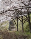 Stone steps leading up to cherry blossoms. Japan. Vertical format