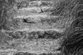 Stone steps in the middle of the park, black and white Royalty Free Stock Photo