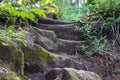 Stone steps in the rainforest