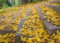 Stone steps or stairs covered with bright yellow leaves. Beautiful autumn landscape in the park Royalty Free Stock Photo