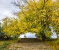 Stone steps or stairs covered with bright yellow leaves. Beautiful autumn landscape in the park Royalty Free Stock Photo