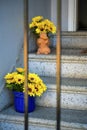 Stone steps on stairway stoop with blue pot of sunflowerrs and bunny shaped vase near front door entrance of house or Royalty Free Stock Photo