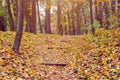 Stone steps strewn with yellow autumn leaves Royalty Free Stock Photo