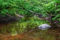 a stone in a stream and a green tree branch over Royalty Free Stock Photo