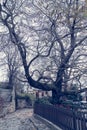 Stone street of a trditional village in Pilio with a big tree