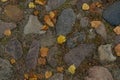 Stone street with yellow leaf Royalty Free Stock Photo