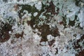 Stone surface covered with lichen as a background. Royalty Free Stock Photo
