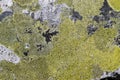 Stone surface covered with lichens Royalty Free Stock Photo