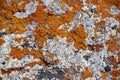 Stone surface covered with yellow and white lichen close-up Royalty Free Stock Photo