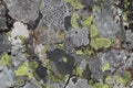 Stone Surface with Lichen in Many Colors Growing on It Royalty Free Stock Photo