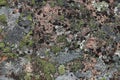 Stone Surface with Lichen in Many Colors Growing on It Royalty Free Stock Photo