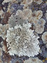 Stone surface overgrown by varicoloured lichen, close up Royalty Free Stock Photo