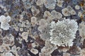 Stone surface overgrown by varicoloured lichen, close up Royalty Free Stock Photo