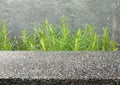 Stone table, green shrubbery backdrop, marble wall, bright space to display your products Royalty Free Stock Photo